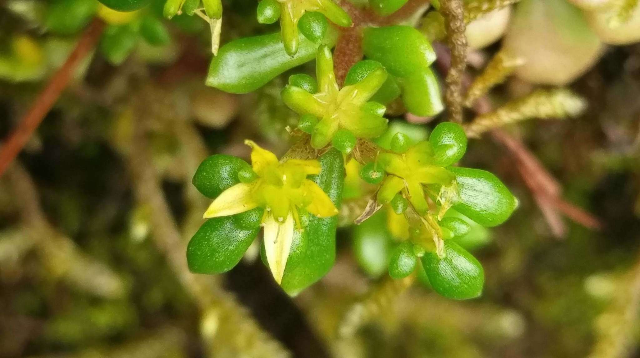 Image of Sedum actinocarpum Yamam.