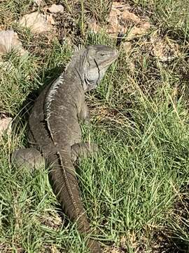 Image of Bahamas Rock Iguana