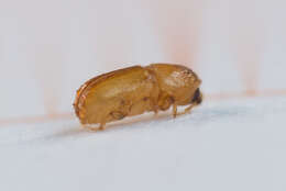 Image of Six-toothed spruce bark beetle