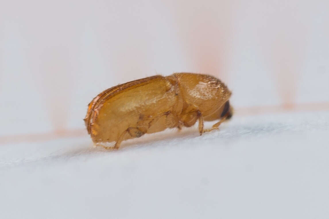Image of Six-toothed spruce bark beetle