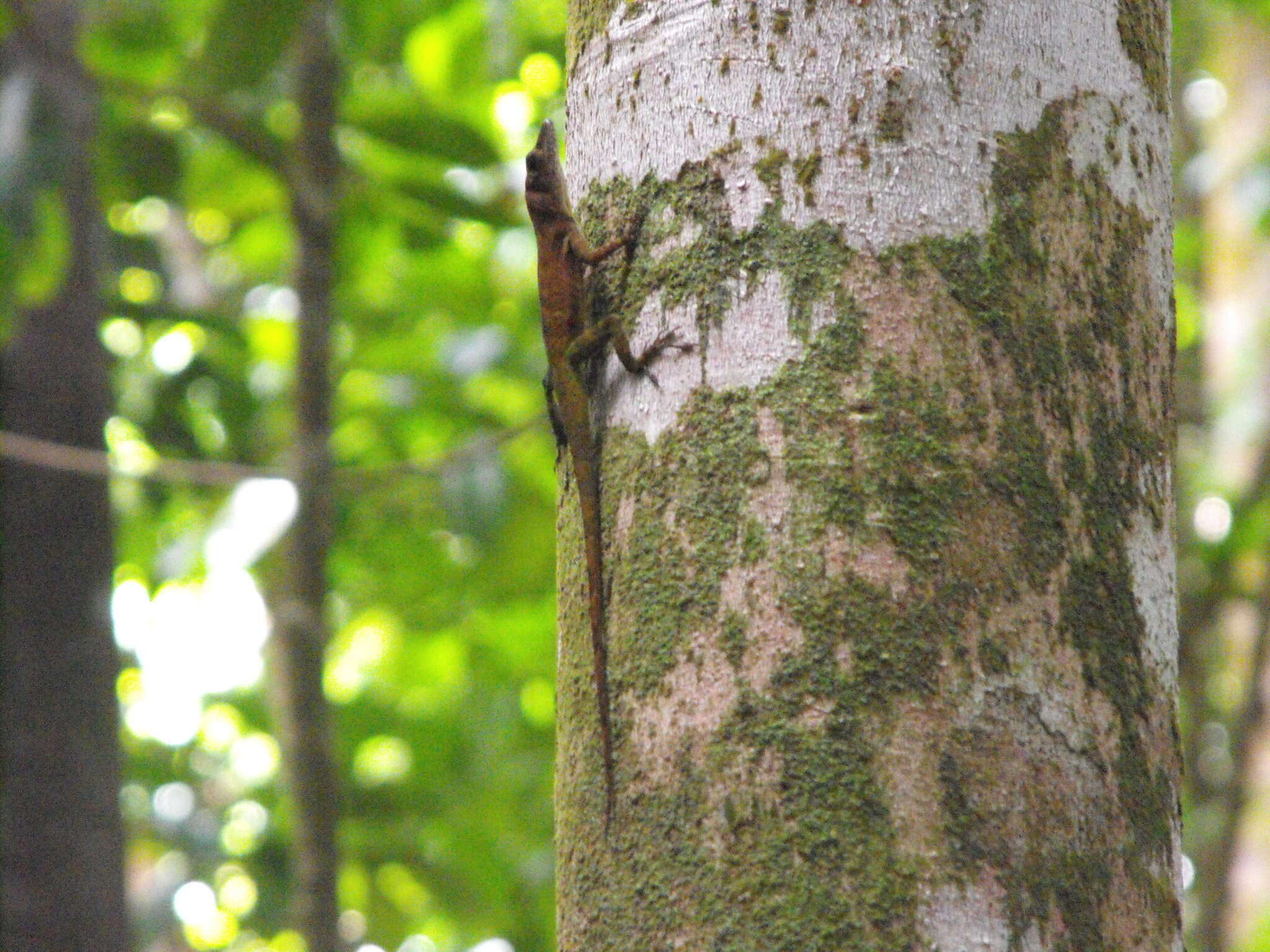 Anolis luciae Garman 1887的圖片