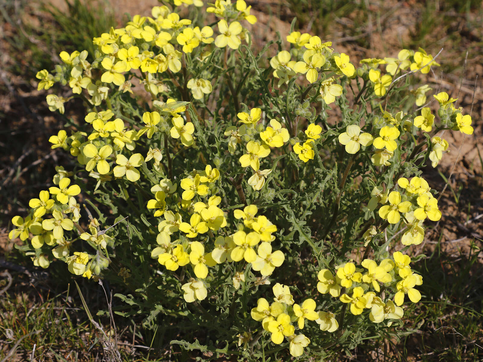 Image of Sterigmostemum caspicum (Lam. ex Pall.) Kuntze