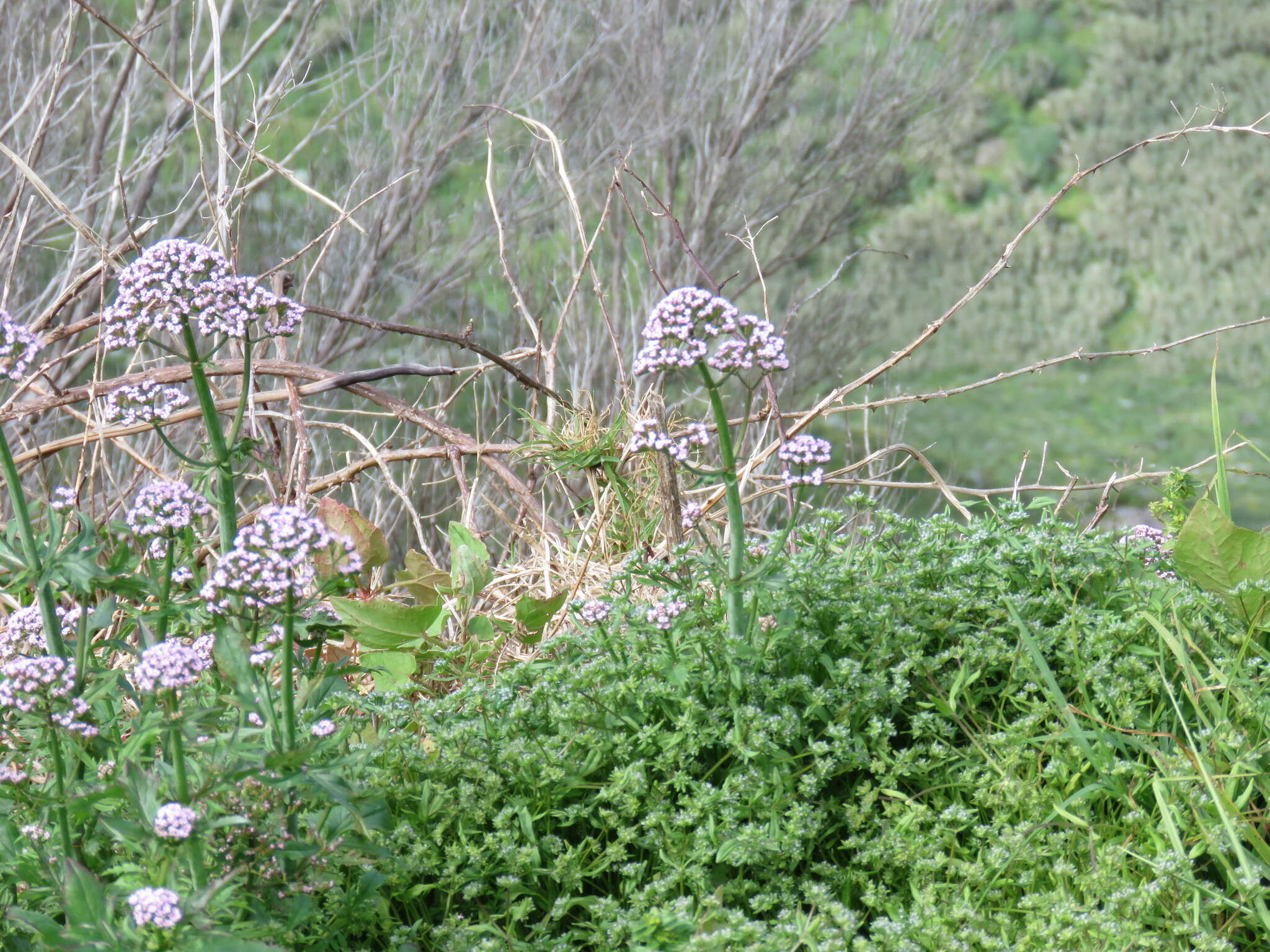 Centranthus calcitrapae var. calcitrapae的圖片