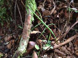 Image of Smooth Stick Insect