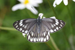 Image de Aporia nabellica (Boisduval 1836)