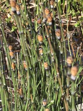 Image of variegated horsetail