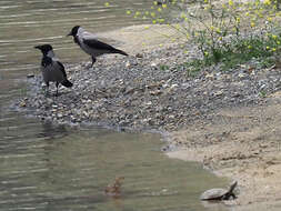 Imagem de Corvus cornix sharpii Oates 1889