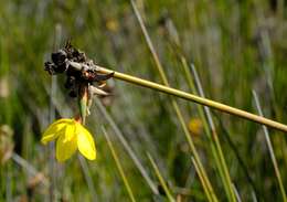 Слика од Bobartia longicyma Gillett