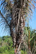 Image of raffia palm