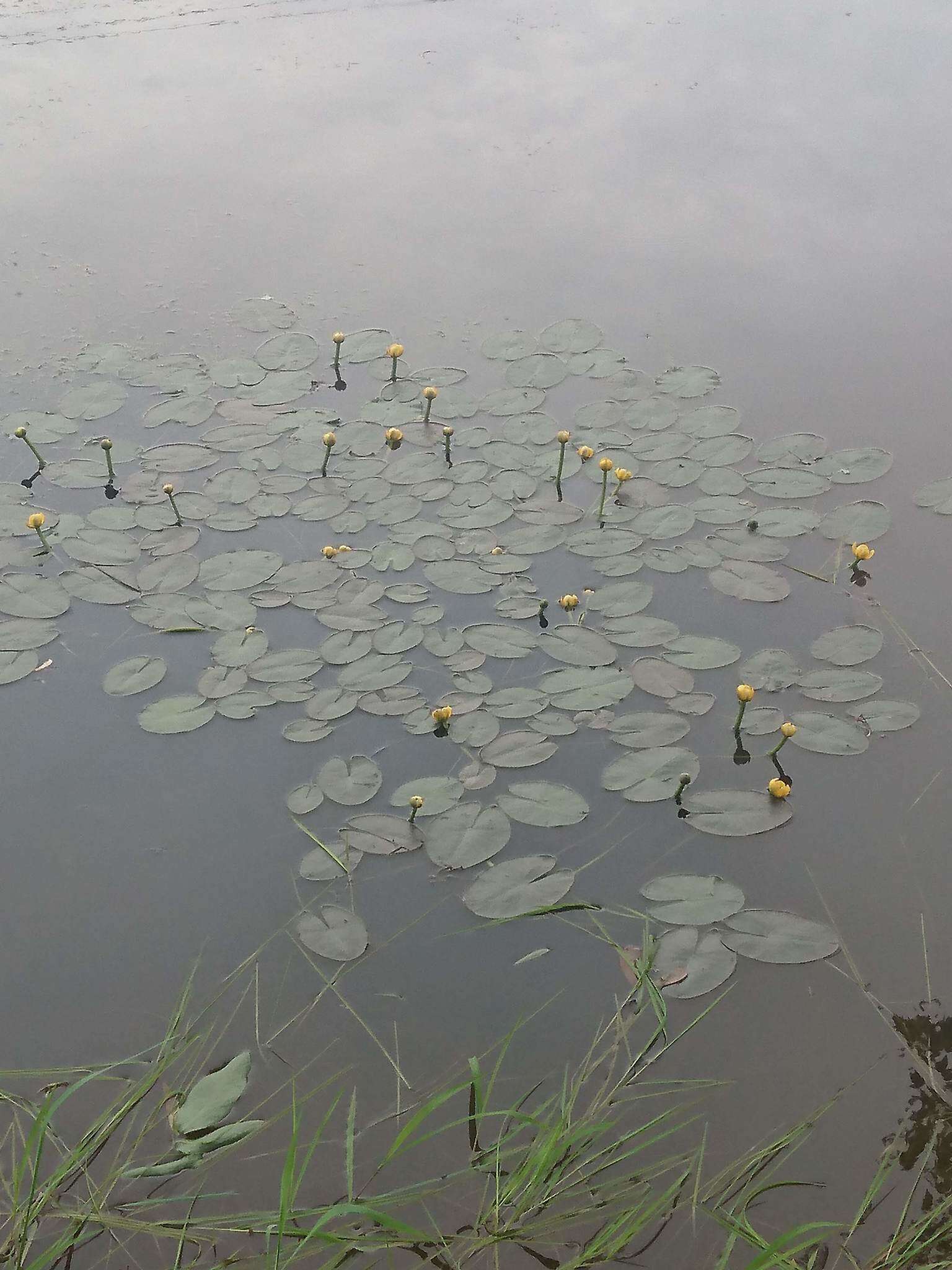 Image de Nuphar rubrodisca Morong