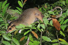 Image of brown four-eyed opposum