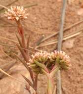 Image of Crassula subulata L.