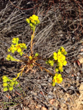 Image of Clustered Moonshine-Daisy