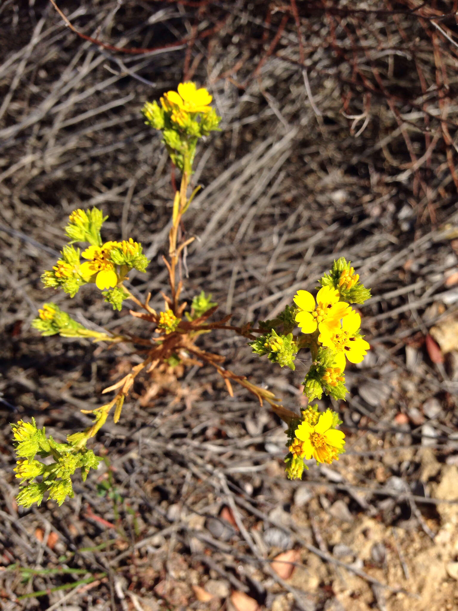 صورة Deinandra fasciculata (DC.) Greene