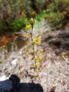 Drosera gunniana的圖片