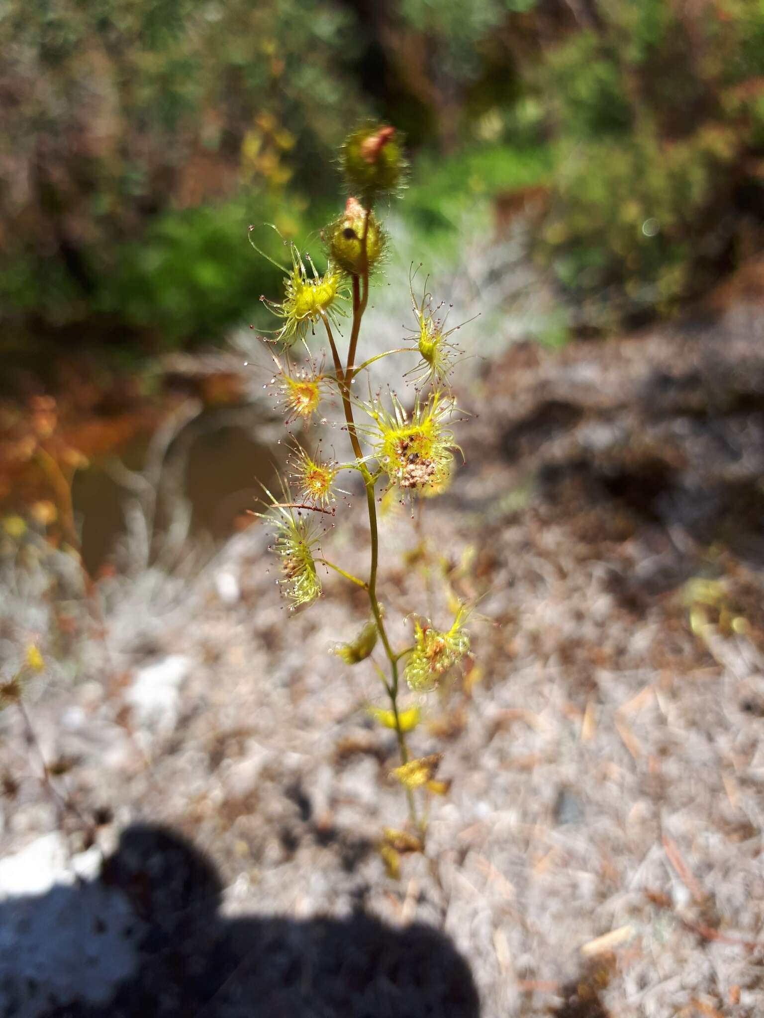 Drosera gunniana的圖片