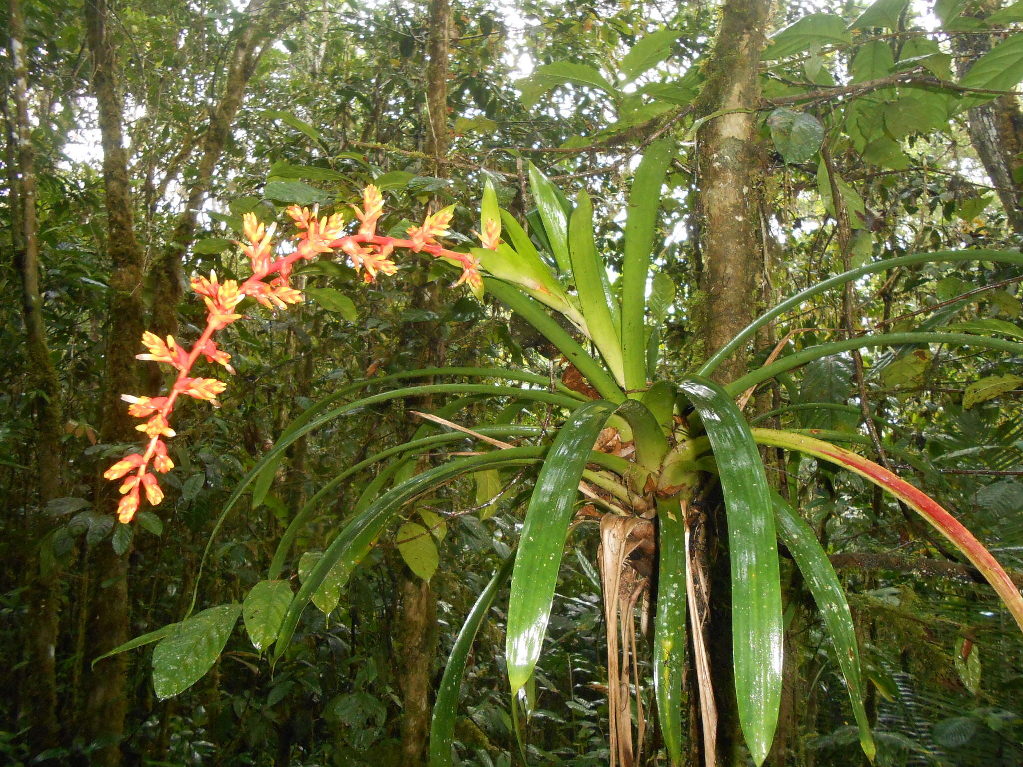 Image of Guzmania multiflora (André) André ex Mez