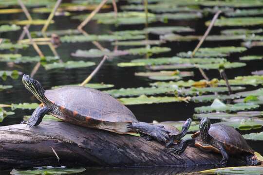 Image of River Cooter