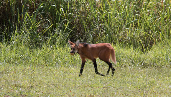 Image of Maned Wolves