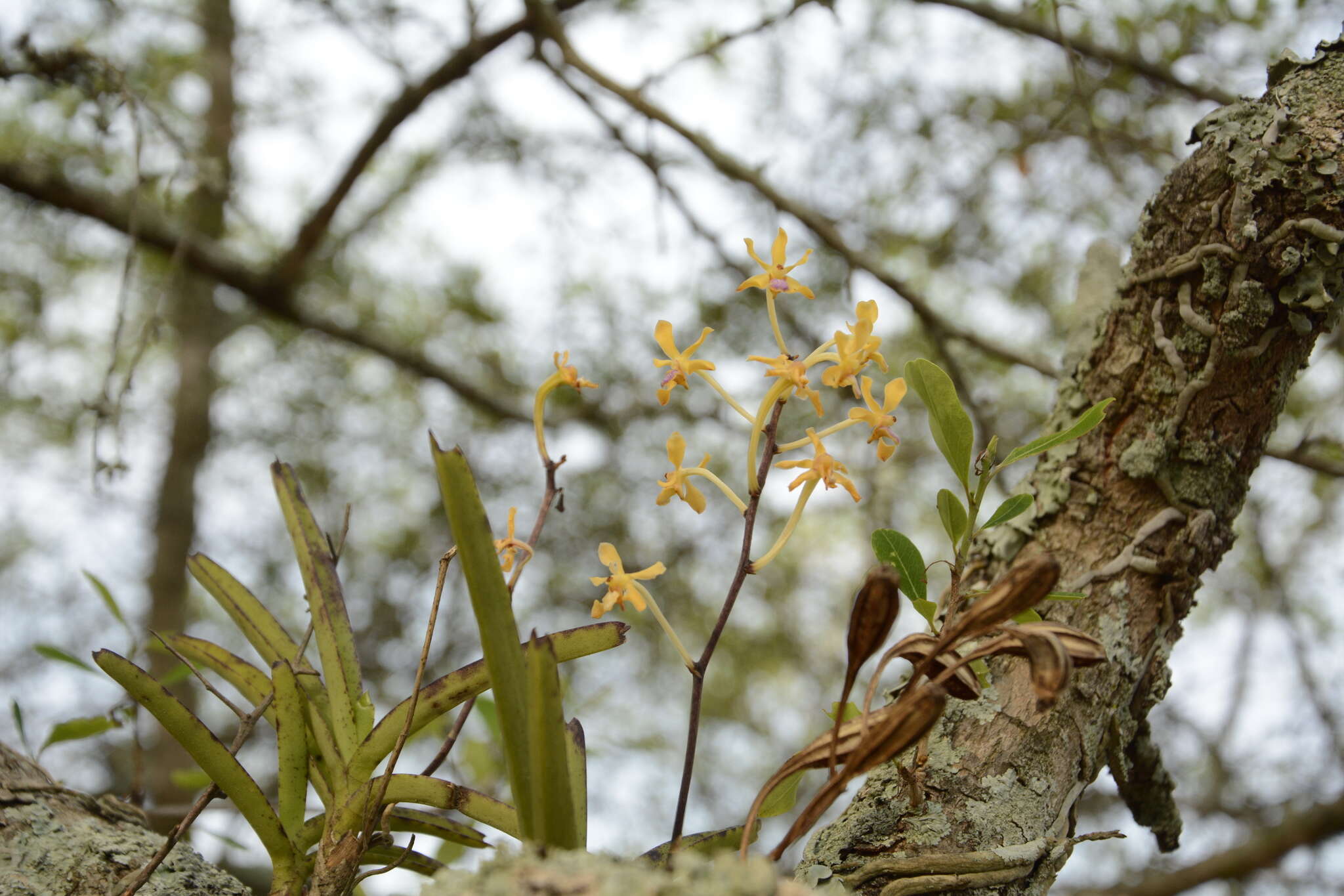 Image of Vanda testacea (Lindl.) Rchb. fil.