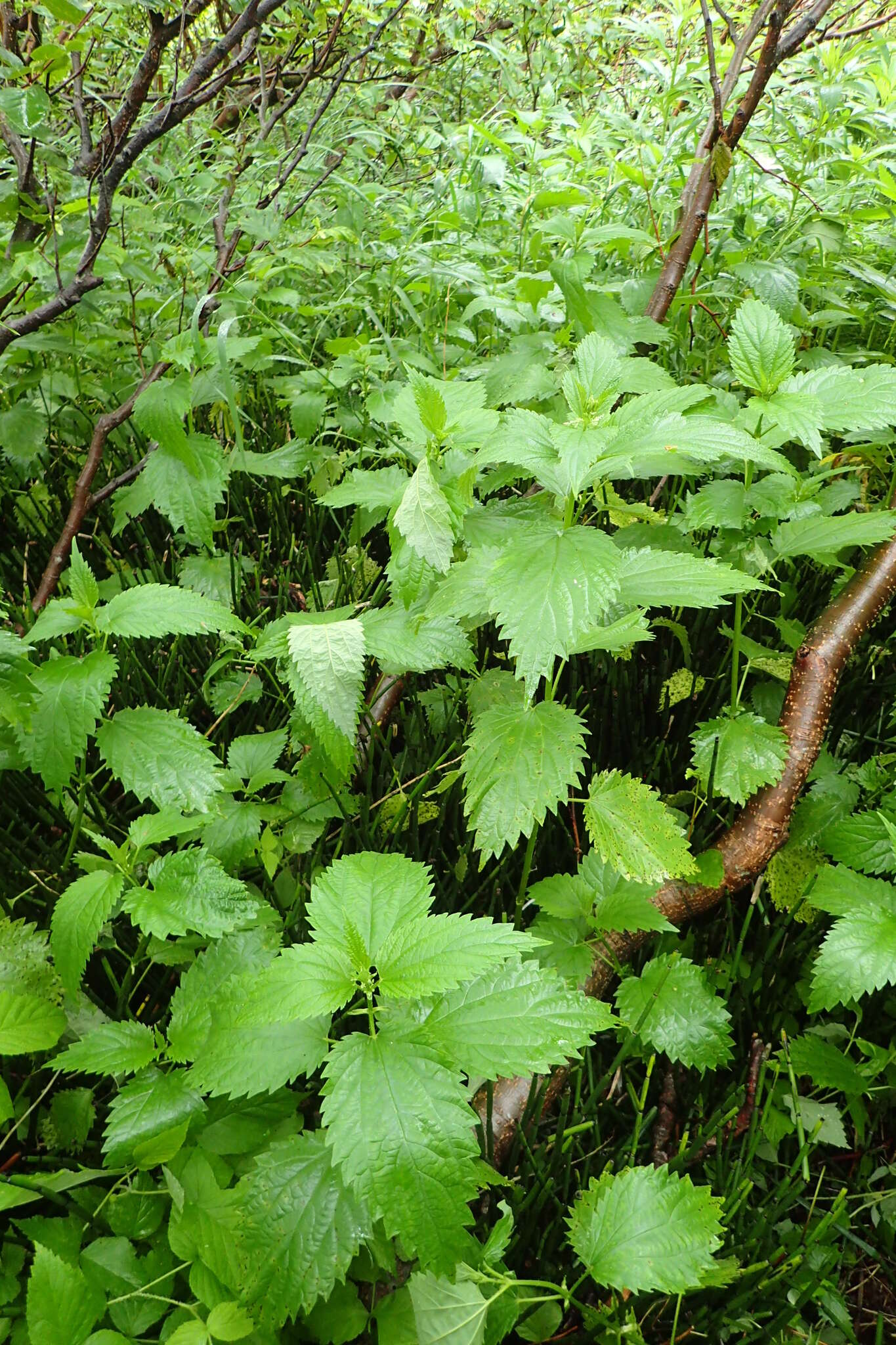 Image of Urtica platyphylla Wedd.