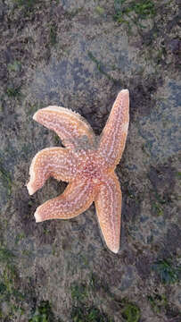 Image of Common sea star