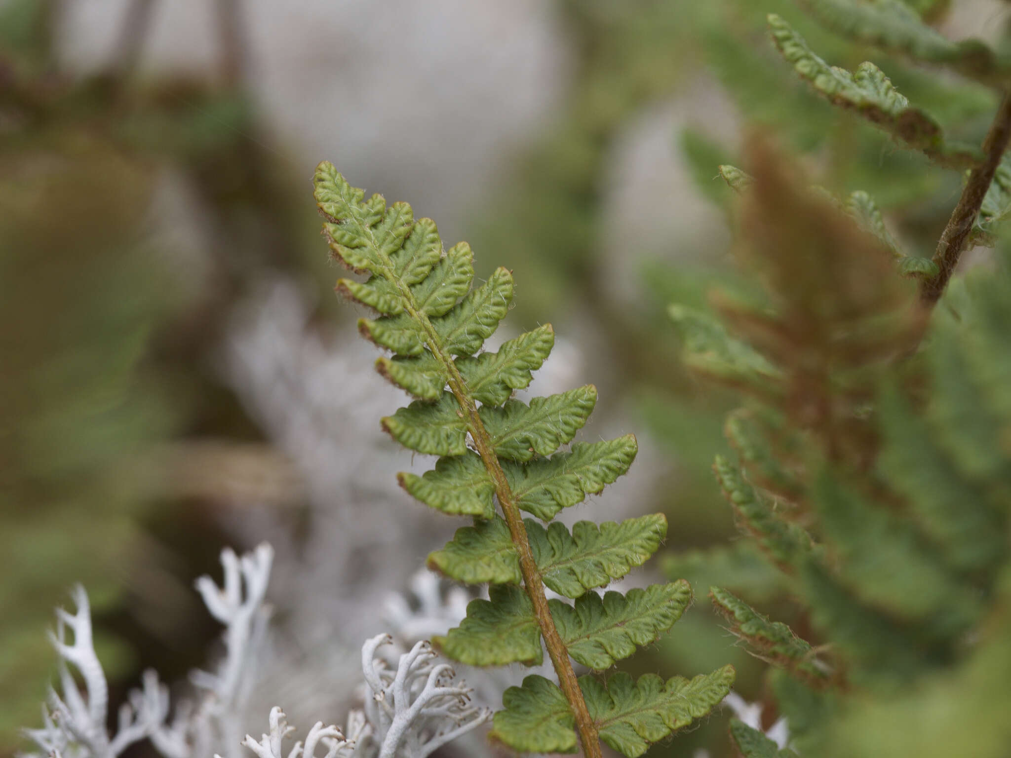 Image of rusty woodsia