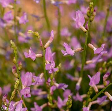 Imagem de Astragalus episcopus S. Wats.