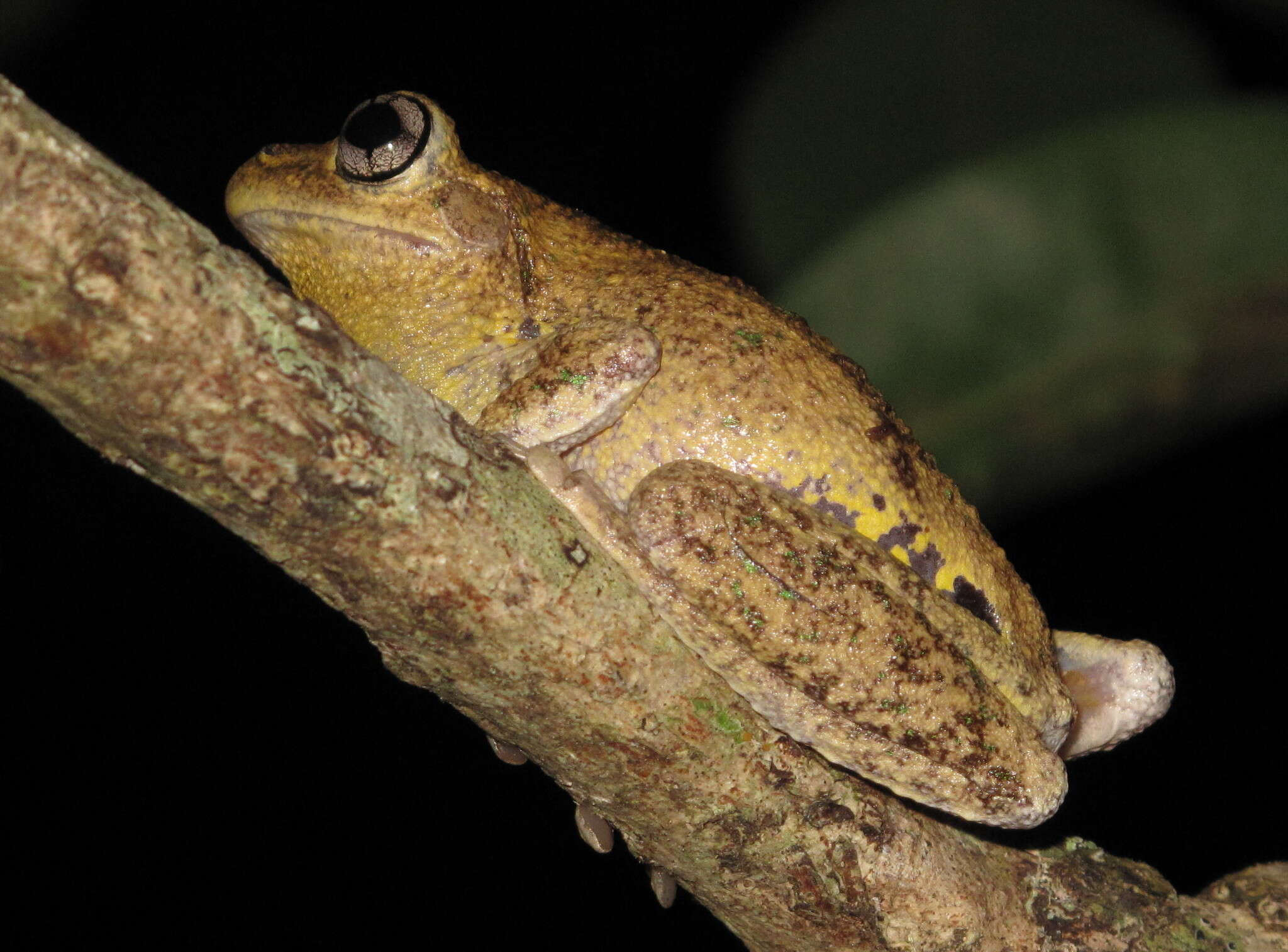 Litoria peronii (Tschudi 1838)的圖片