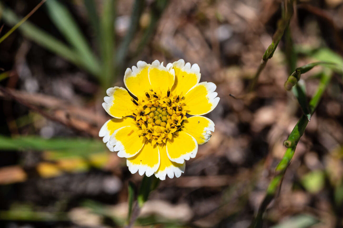 Слика од Layia chrysanthemoides (DC.) A. Gray