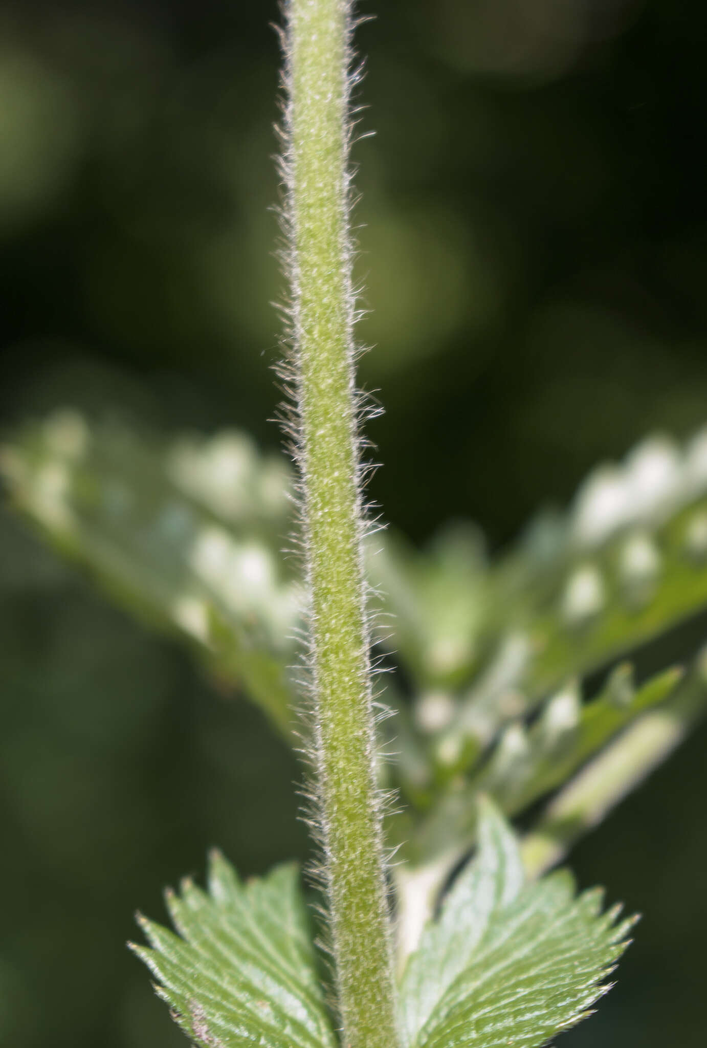 Image of soft agrimony