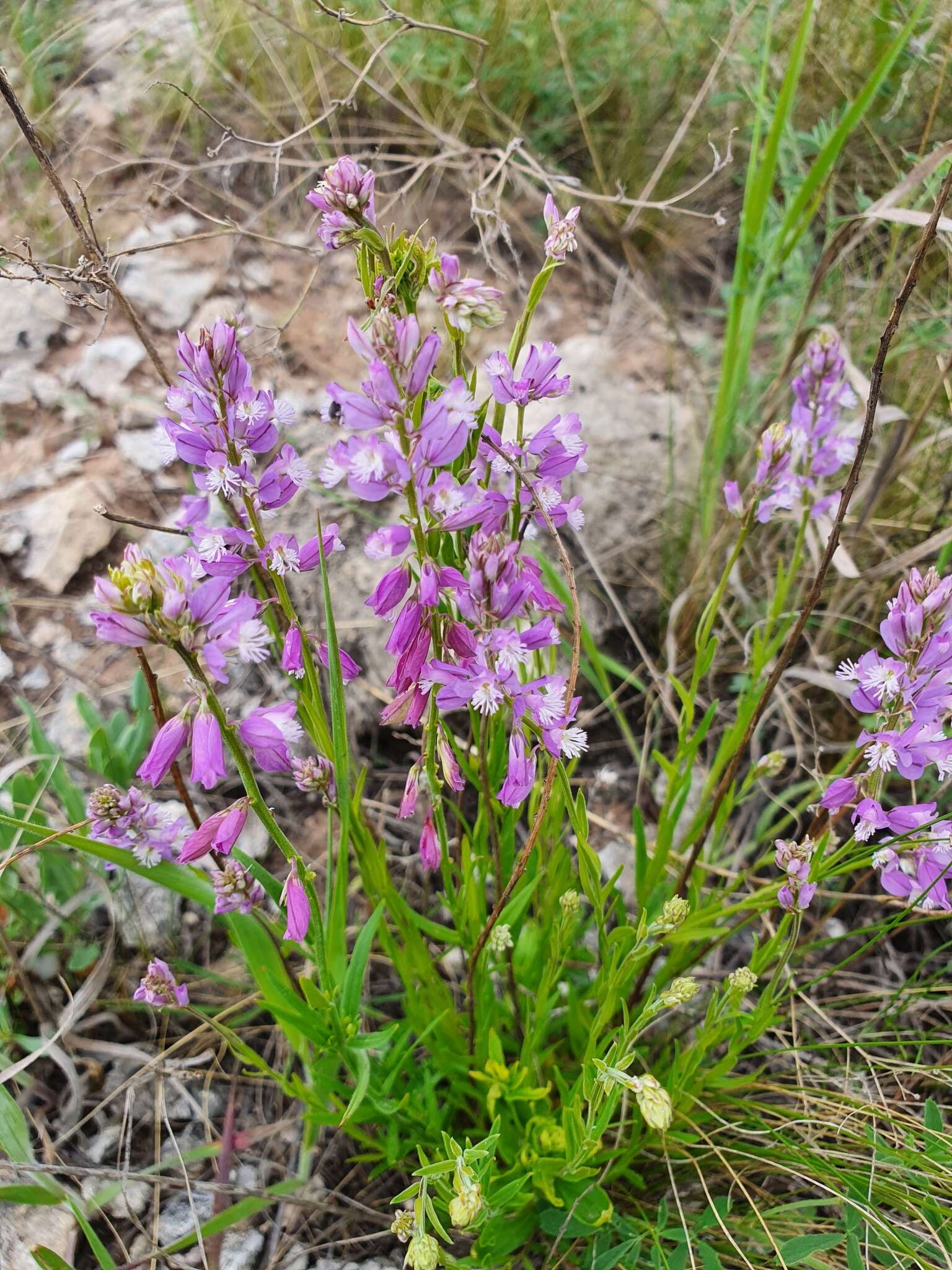 Image of Polygala comosa subsp. comosa