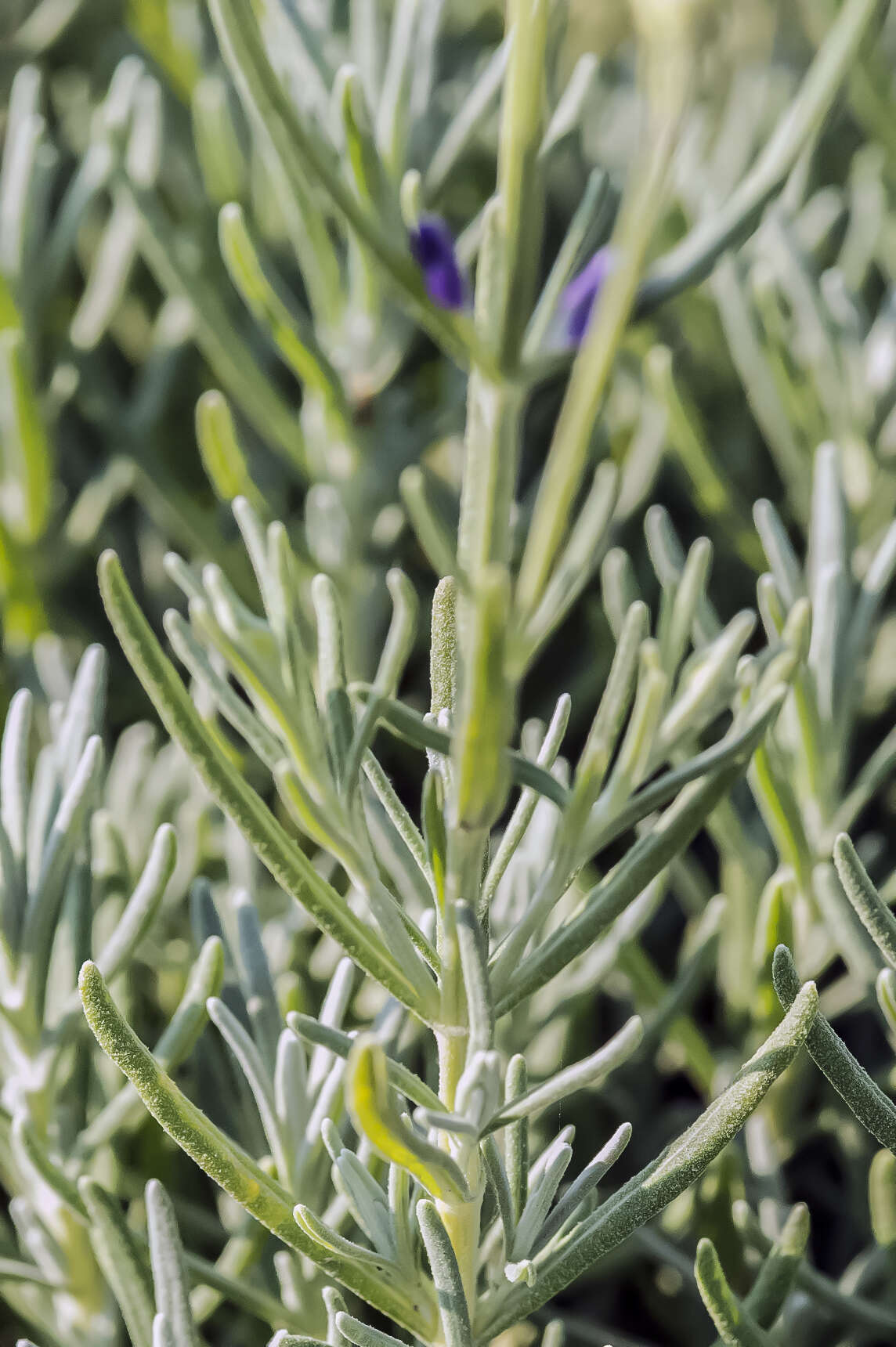 Image of English Lavendar