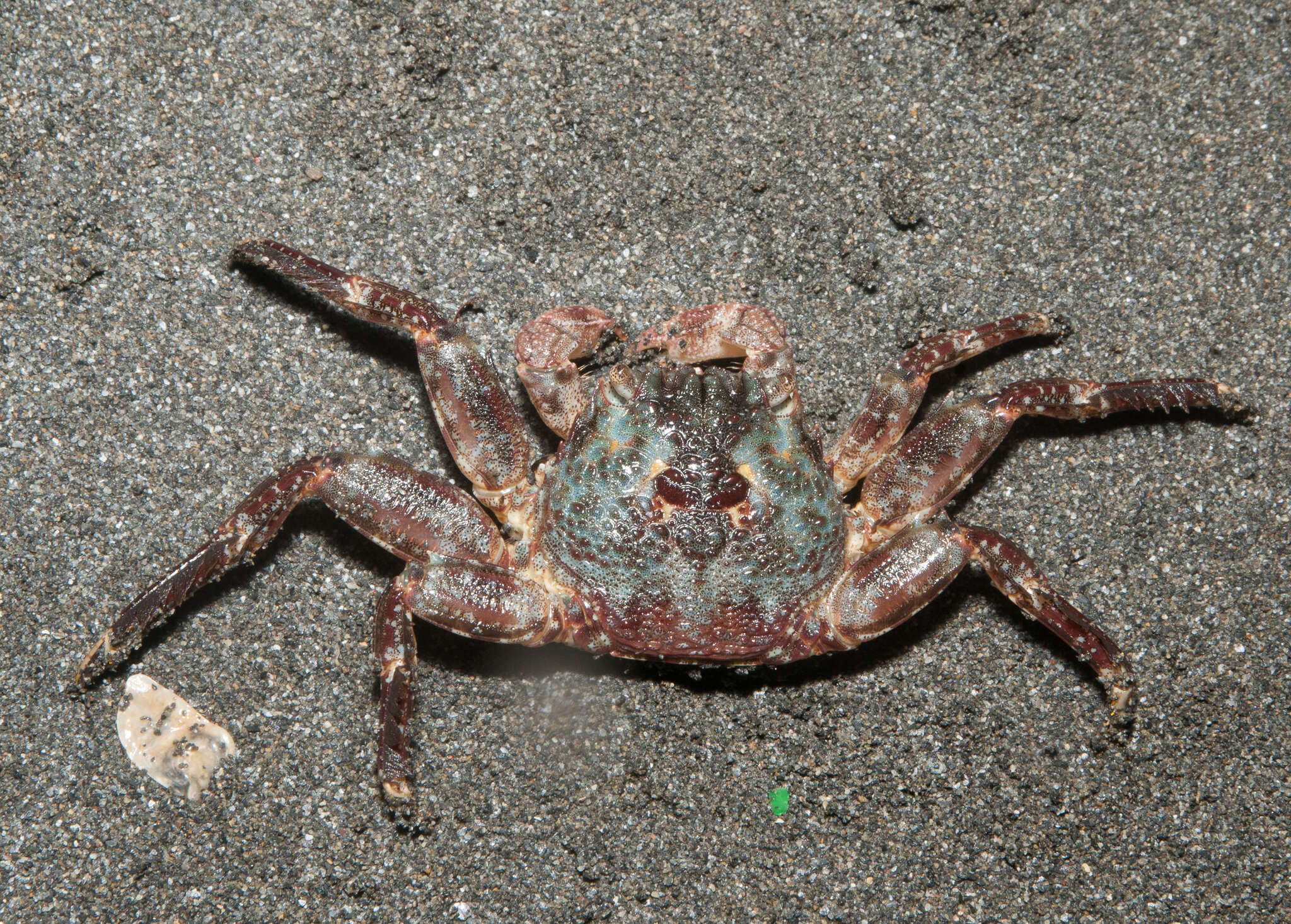 Image of scaly rock crab