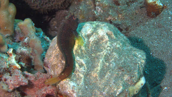 Image of Snowflake Blenny