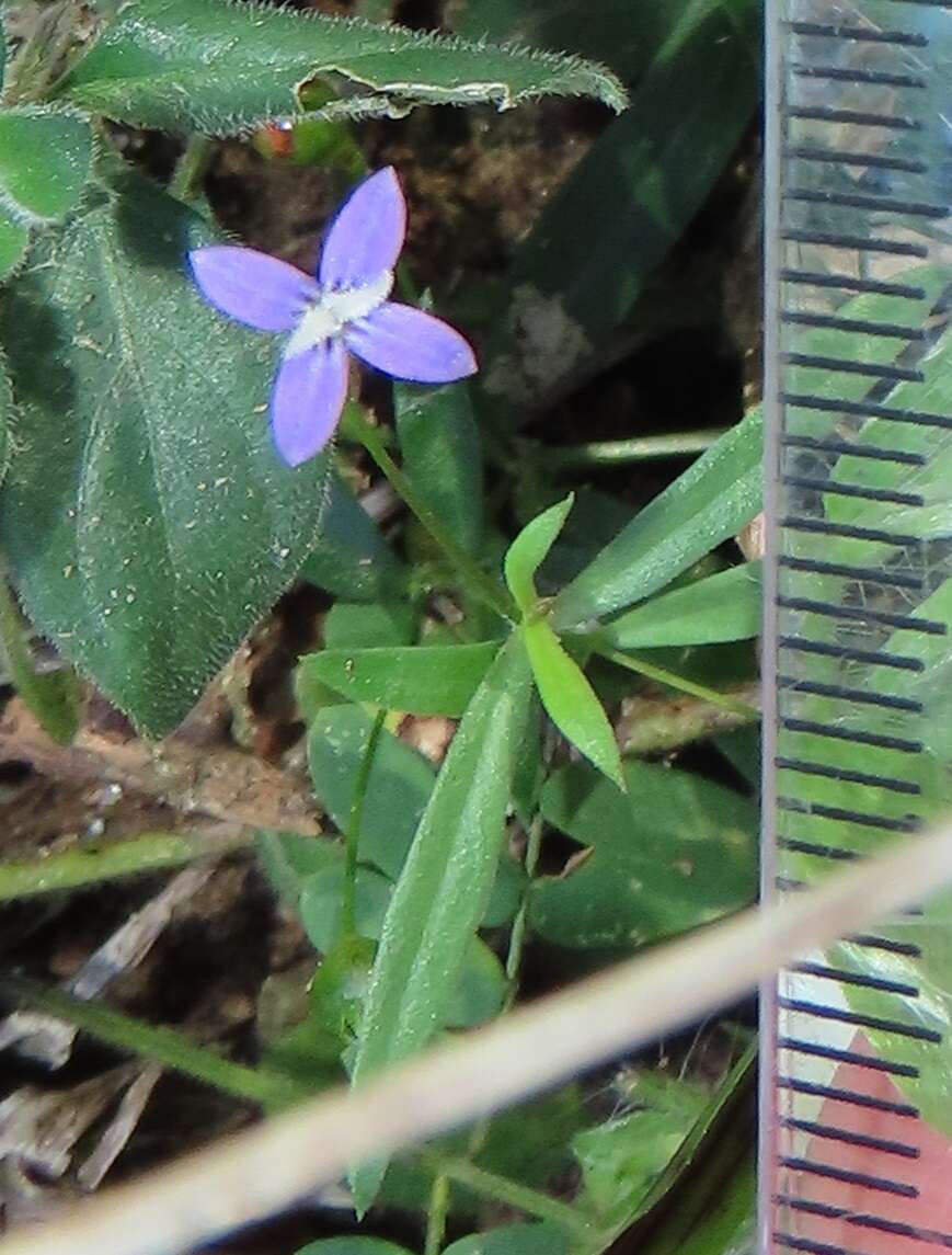 Image of Oldenlandia affinis subsp. fugax (Vatke) Verdc.