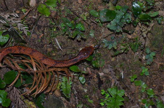 Image of Formosa Slug Snake