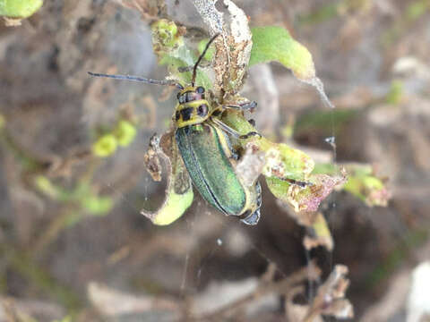 Trirhabda flavolimbata (Mannerheim 1843)的圖片