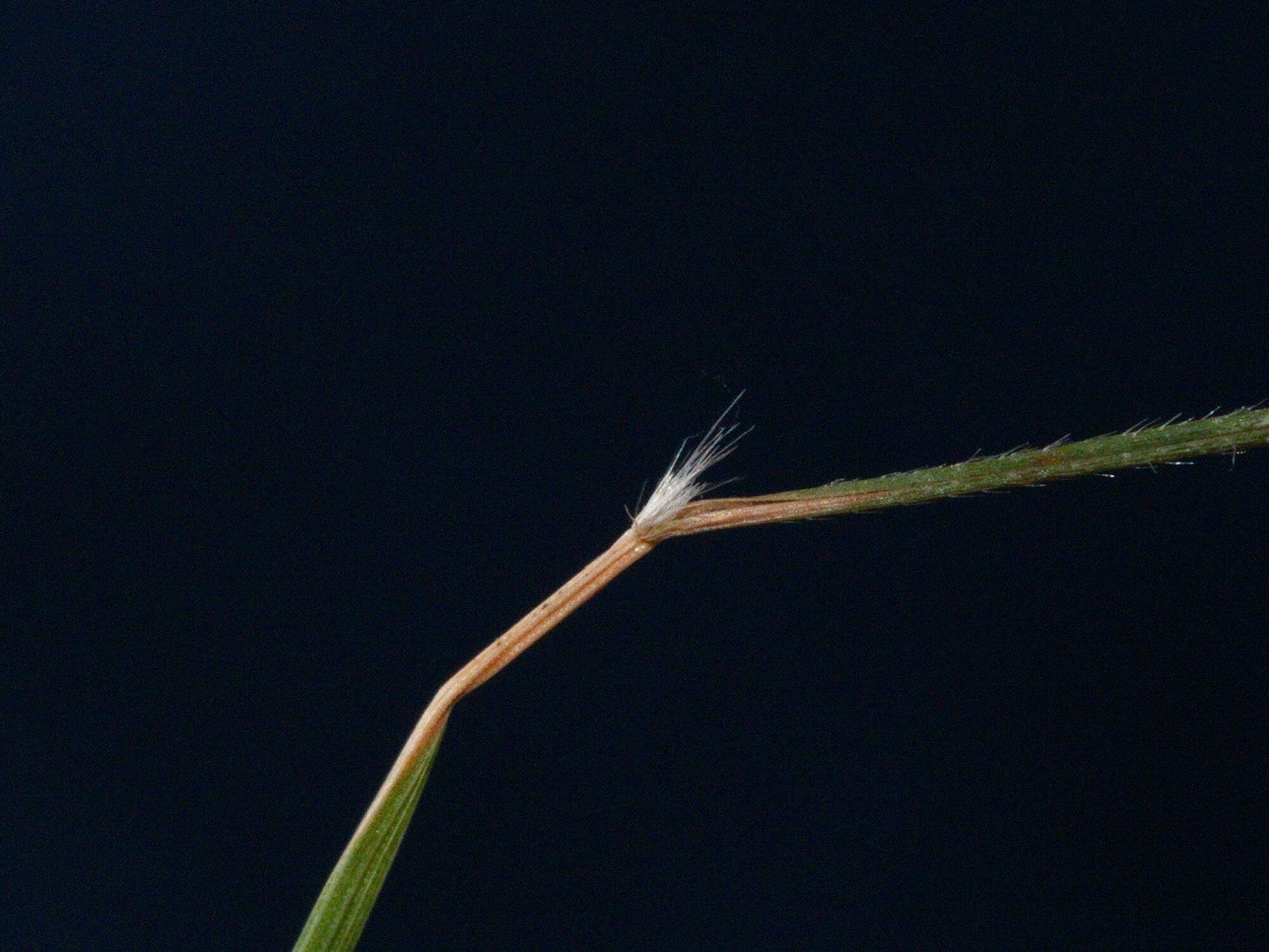 Plancia ëd Rytidosperma geniculatum (J. M. Black) Connor & Edgar