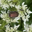 Image of Cetonia (Eucetonia) magnifica Ballion 1870