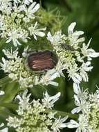 Image de Cetonia (Eucetonia) magnifica Ballion 1870