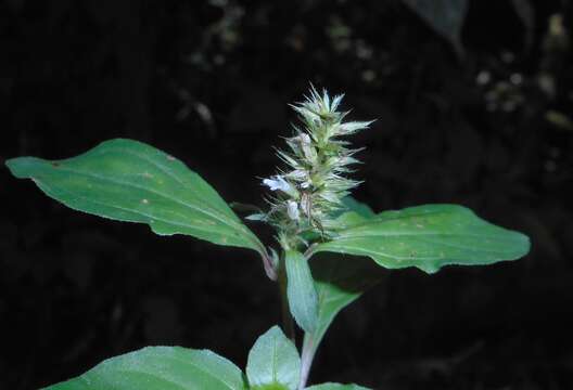 Lepidagathis alopecuroidea (Vahl) R. Br. ex Griseb. resmi