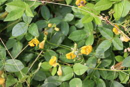 Image of Long-Leaf Cow-Pea