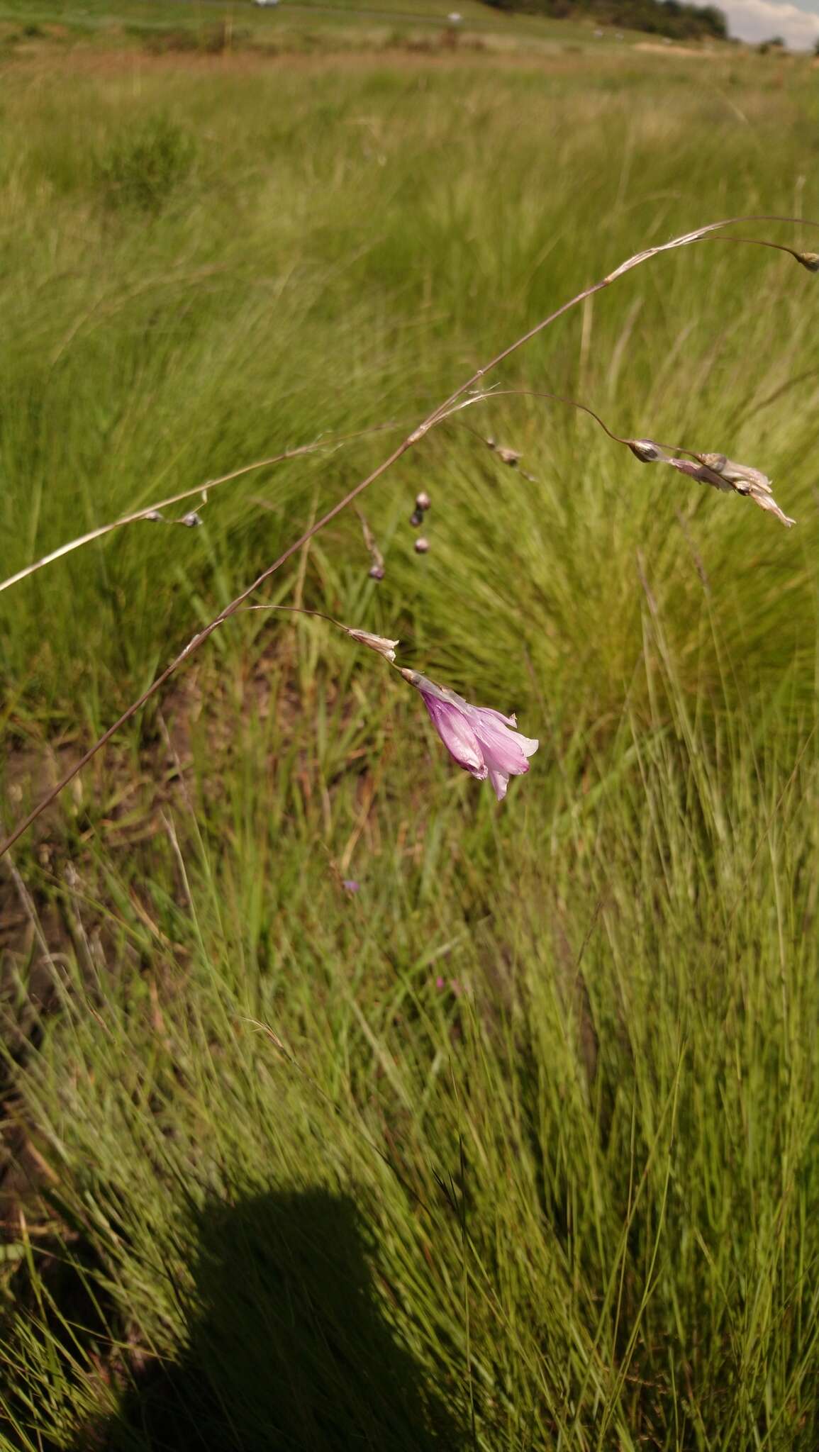 صورة Dierama mossii (N. E. Br.) Hilliard