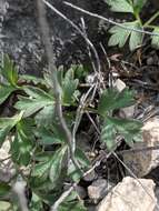 Image of tuber anemone