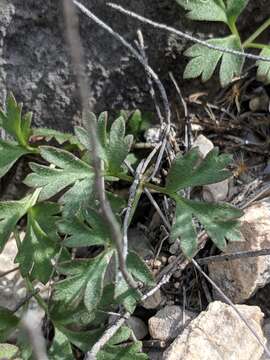 Image de Anemone tuberosa var. texana M. Enquist & B. Crozier