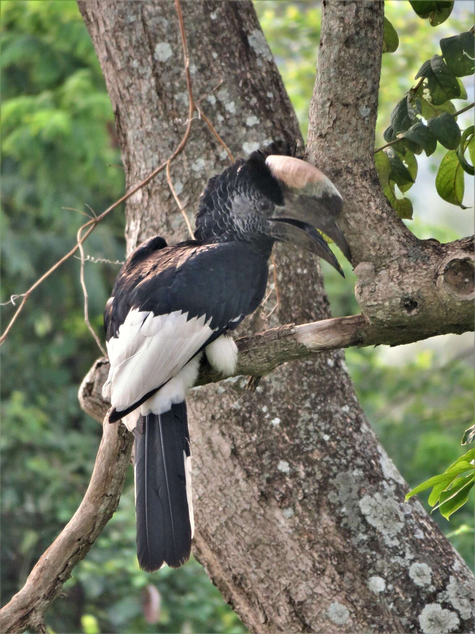 Image of Black-and-white Casqued Hornbill