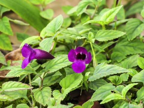 Image de Schizotorenia atropurpurea (Ridley) T. Yamazaki