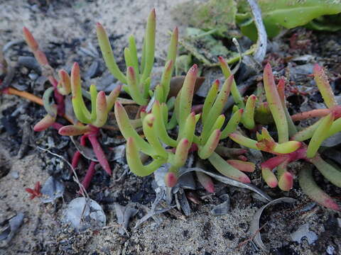 Image of Jordaaniella maritima (L. Bol.) van Jaarsv.