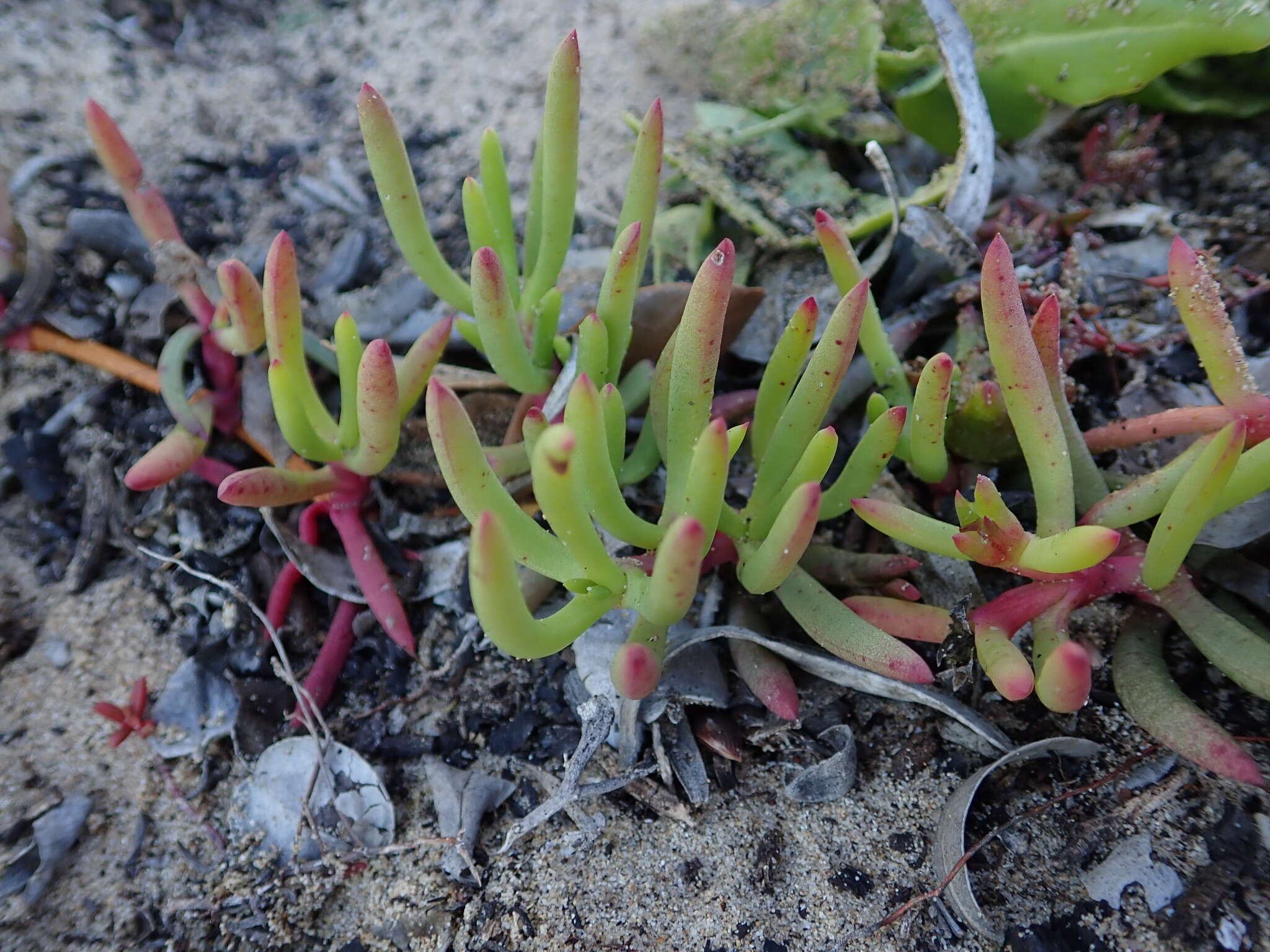 Image of Jordaaniella maritima (L. Bol.) van Jaarsv.